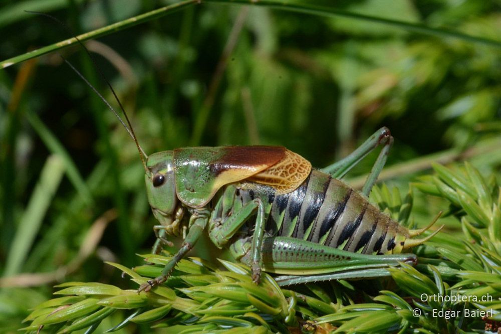 Psorodonotus fieberi ♂ in der Sonne - BG, Blagoewgrad, Bergwiese bei Pass nach Pirin, 12.07.2018