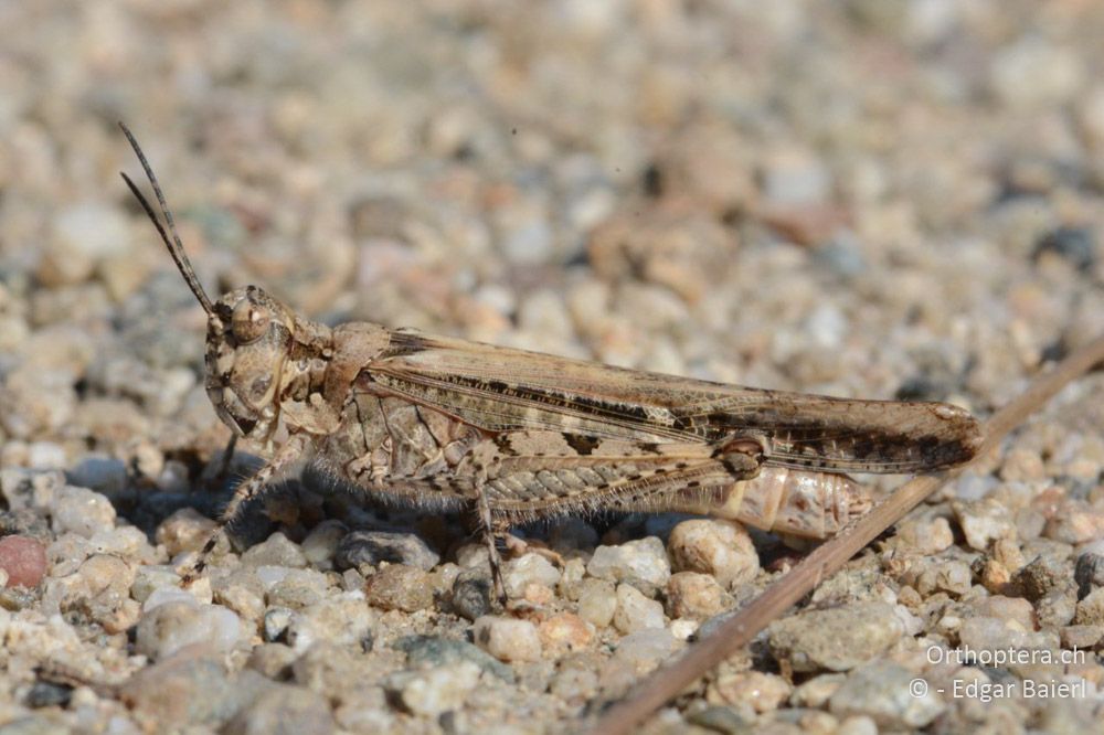 Acrotylus patruelis ♀ - BG, Blagoewgrad, Ribnik an der Struma, 13.07.2018