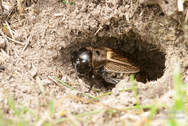 Gryllus campestris ♀ beim Sonnenbad vor der Wohnröhre - CH, BE, Wasen, 13.05.2009