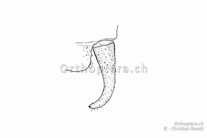 Rechter Cercus von Isophya costata ♂. Der Cercus ist ziemlich robust und am Ende stark nach innen gebogen. Ein kleiner, schwarzer Endzahn sitzt der Spitze auf.