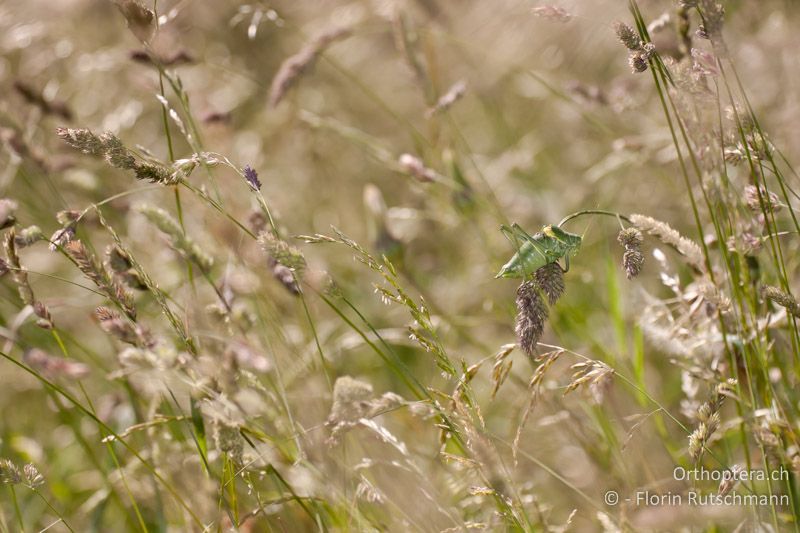 Mikrohabitat von Polysarcus denticauda - CH, SH, Zelgli, 04.06.2011