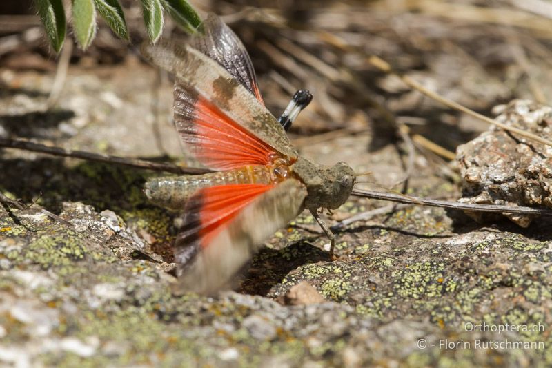 Oedipoda germanica ♀ - GR, Westmakedonien, Mt. Varnous, 20.07.2012
