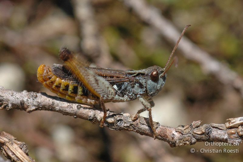 Myrmeleotettix maculatus ♂ - CH, VS, Riederalp, 14.07.2007