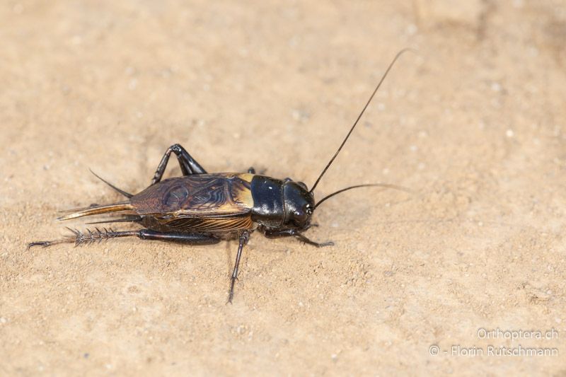 Gryllus bimaculatus ♂ - IT, Toskana, Castiglione della Pescaia, 02.10.2023