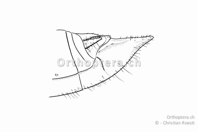 Hinterleibsende von Euchorthippus declivus ♂. Die Subgenitalplatte ist in einen spitzen Kegel verlängert.