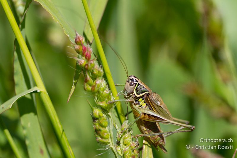 Roeseliana azami minor ♂ - CH, TI, Isone, 04.09.2013