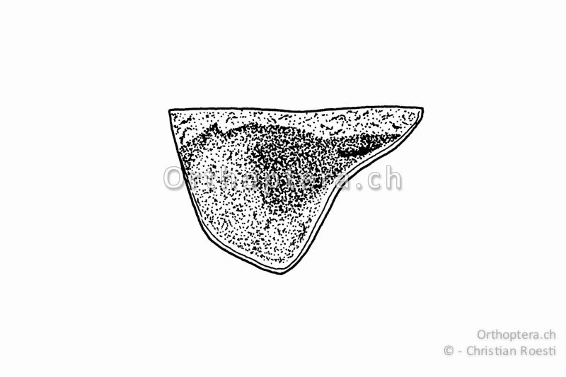 Halsschild von Pholidoptera griseoaptera von der Seite. Die Halsschild-Seitenlappen sind höchstens ganz schmal hell gesäumt. Eine breite Randzeichnung fehlt.