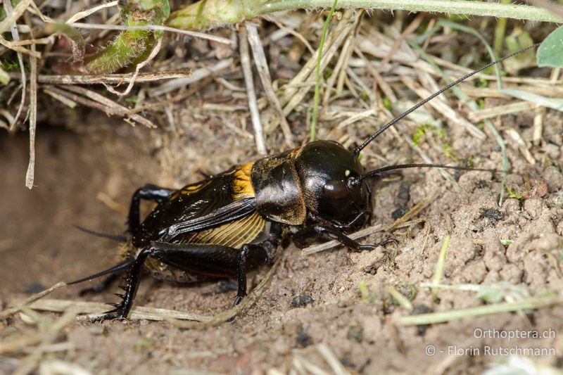 Gryllus campestris ♂ - CH, AG, Untersiggenthal, 28.04.2012