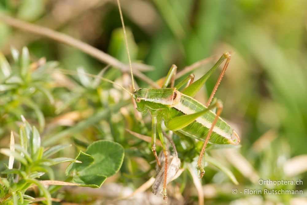 Poecilimon jonicus superbus ♂ - IT, Marken, Sibyllini-Gebirge, 29.09.2014