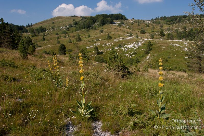 Trockenwiese mit teilweise dichter Vegetation - HR, Istrien, Učka, 22.07.2010