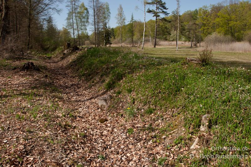 Nach Auflichtungsmassnahmen besonnter, feuchter Graben (Staunässe) mit Falllaub. Er grenzt an eine Feuchtwiese. Lebensraum von Tetrix undulata und Tetrix subulata - CH, TG, Lengwiler Weiher, 11.04.2011