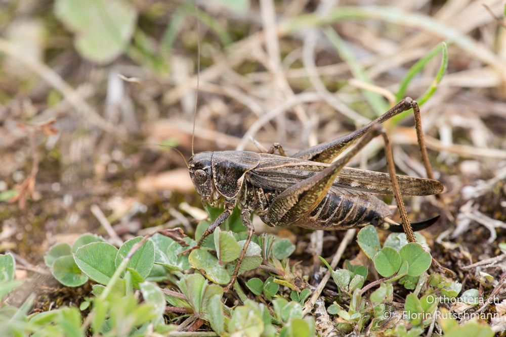 Platycleis romana ♀ - IT, Marken, Cacciano, 24.09.2014