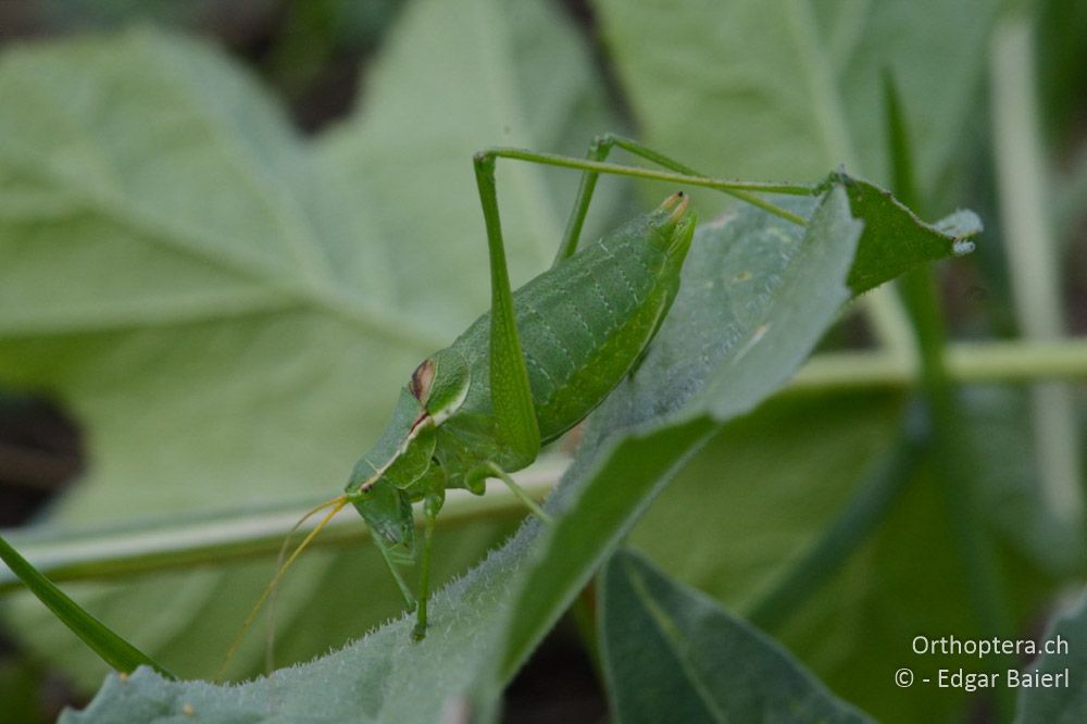 Isophya modestior ♂ - AT, Niederösterreich, Eichkogl bei Mödling, 07.07.2018