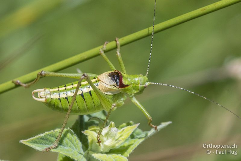 Poecilimon affinis ♂ - GR, Westmakedonien, Kratero, 11.07.2017