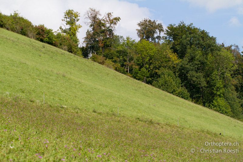Extensive Wiese und Weide im Mittelland - CH, BE, Bremgarten, 13.09.2013