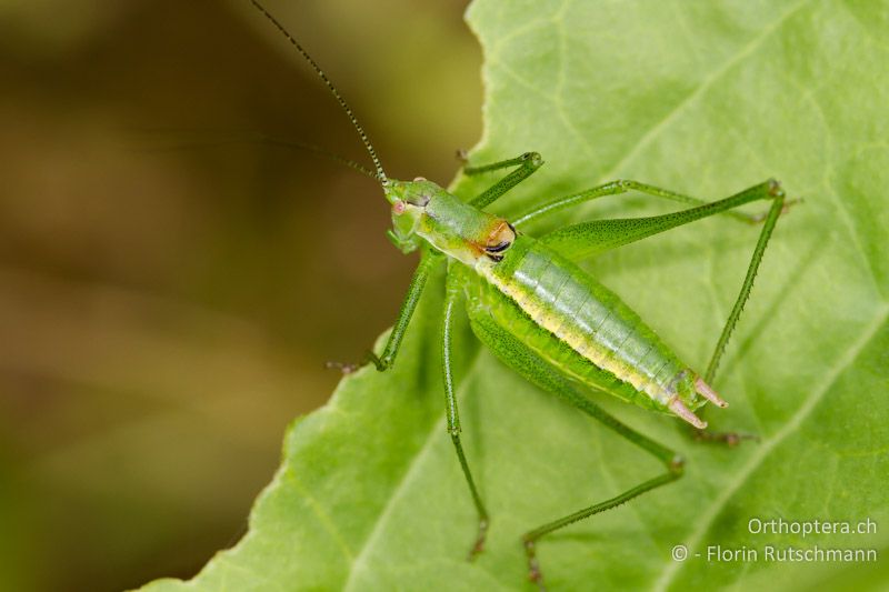 Leptophyes boscii ♂ - HR, Istrien, Brovinje, 16.06.2014