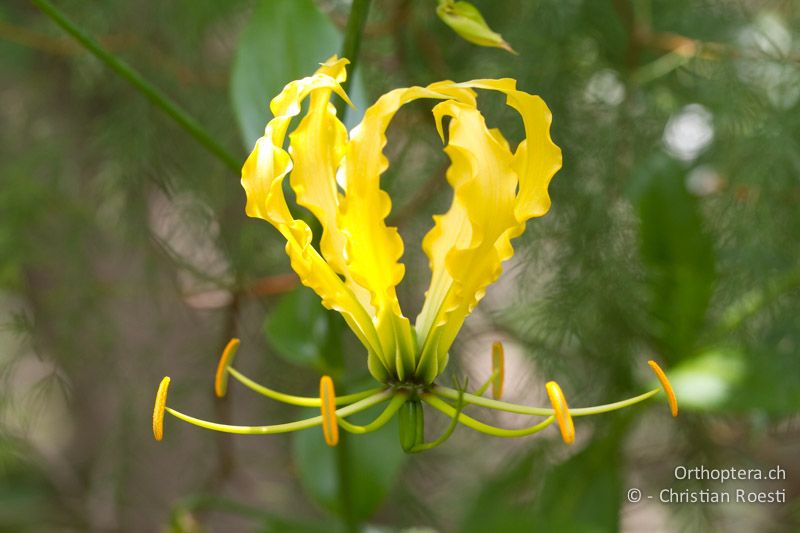 Lilie, Gloriosa modesta - SA, Mpumalanga, Matibidi, Blyde Canyon Forever Resort, 09.01.2015