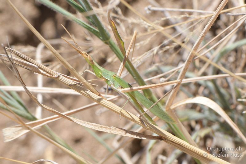 Gewöhnliche Nasenschrecke (Acrida ungarica) ♂ - GR, Zentralmakedonien, Paleokastro, 07.07.2017