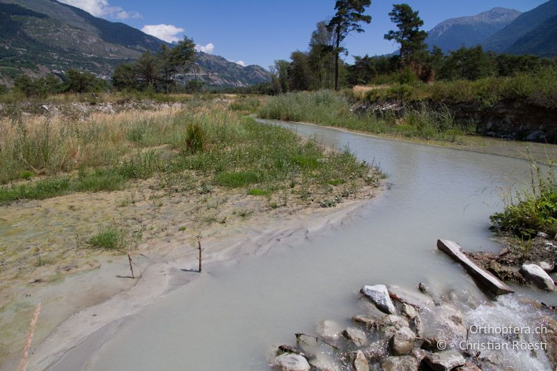 Langsam fliessendes Seitengewässer der Rhone mit feuchtem Schlammufer - CH, VS, Salgesch, 11.08.2013