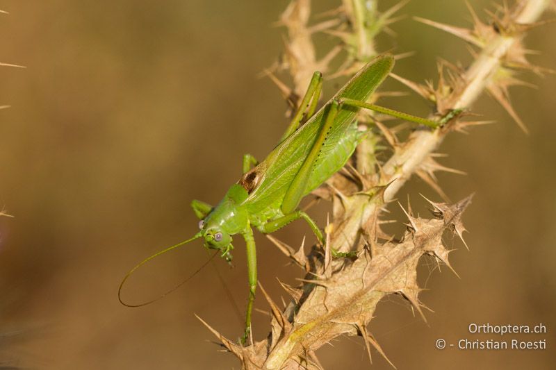 Tettigonia caudata ♂ - GR, Peloponnes, Spathovouni, 24.05.2013