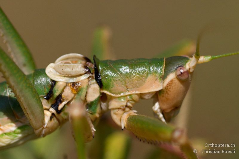 Porträt eines zweiten Männchens von Saga natoliae - Asprovalta, 11.07.2012