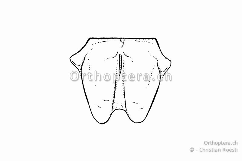 Subgenitalplatte von Platycleis grisea ♀. Sie ist idealerweise gegen das Ende nicht oder nur geringfügig verschmälert und fast parallelseitig. Die Seitensklerite sind an der Basis mit der Subgenitalplatte verwachsen.