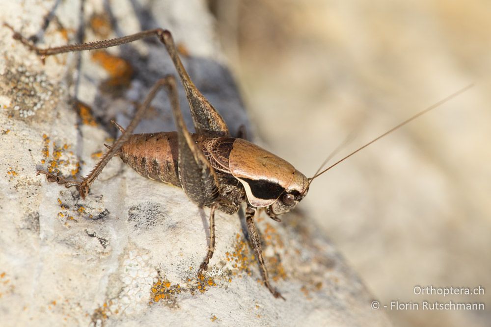 Pholidoptera fallax ♂ - IT, Umbrien, Mt. Cucco, 26.09.2014