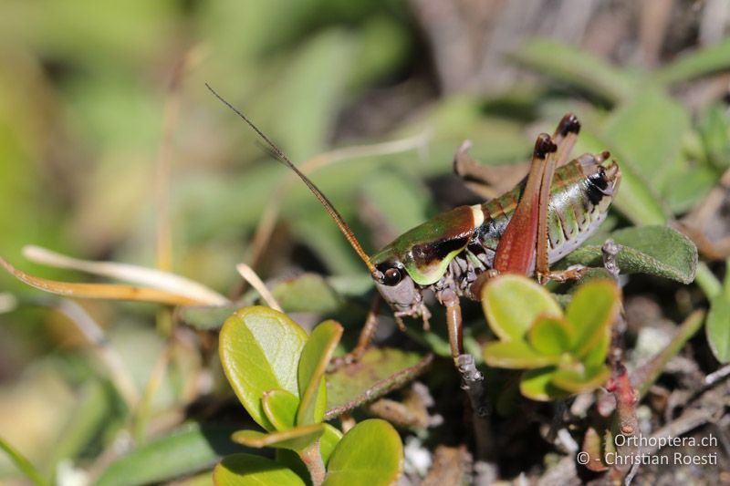 Anonconotus italoaustriacus ♂ - AT, Kärnten, Grossglockner Nationalpark, Heiligenblut, 21.09.2016