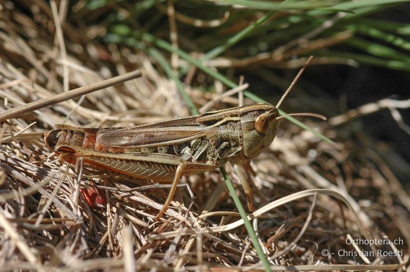 Stenobothrus nigromaculatus ♀, ohne schwarze Flecken im Flügel - CH, VS, Turtmann, 13.07.2007