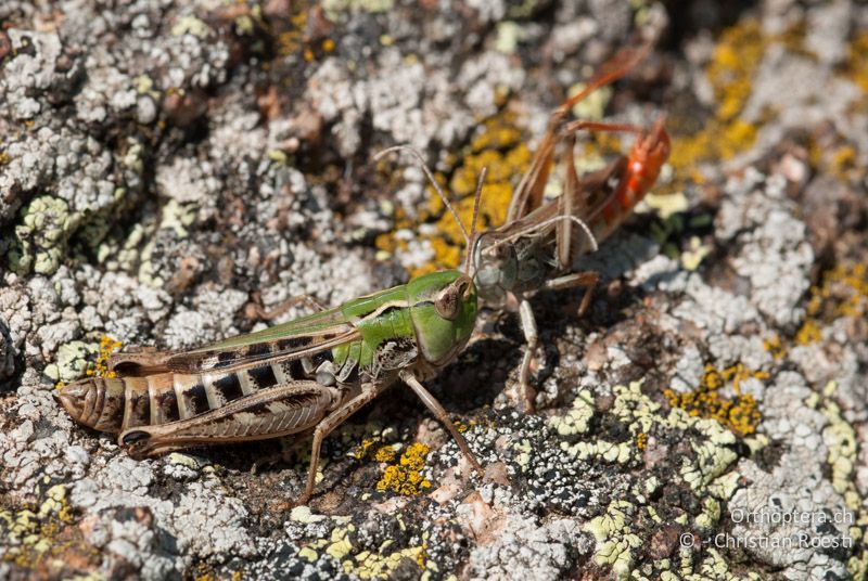 Balz von Stenobothrus nigromaculatus ♂♀. Die Hinterbeine und Fühler werden vom ♂ auf eindrückliche Art und Weise bewegt - FR, Pyrénées-Orientales, Latour-de-Carol, 12.08.2009