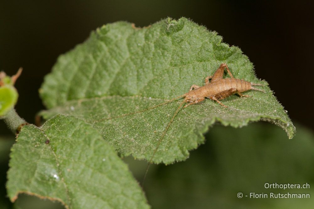 Larve der Buschgrille (Arachnocephalus vestitus) - Bei Methoni, 18.07.2012