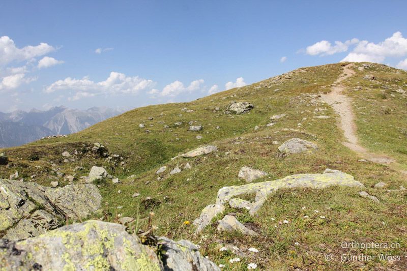 Kurzgrasige Alprasen - AT, Tirol, Schönjöchl, 06.08.2013