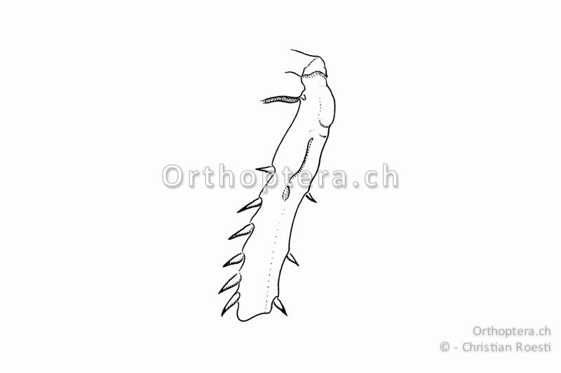 Vorderschiene von Anonconotus alpinus ♂. Die Gehöröffnung ist schlitzförmig.