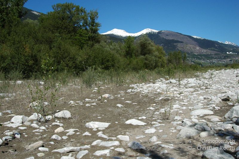 Idealer Lebensraum in ca. 4-5-jährger Ablagerungsfläche mit geringem Vegetationsaufkommen - CH, VS, Salgesch, 19.05.2007
