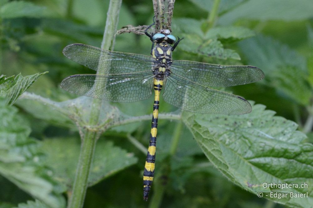 Cordulegaster insignis ♂ in der Draufsicht - BG, Chaskowo, Matochina, 09.07.2018