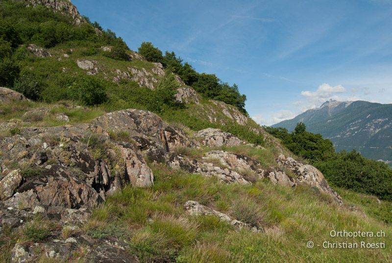 Felsensteppe mit langgrasigen Bereichen und Gehölzen - VS, Martigny, 03.06.2010