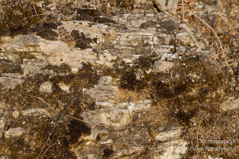 Suchbild, Tarnung ist alles! - Elassona, 17.07.2012