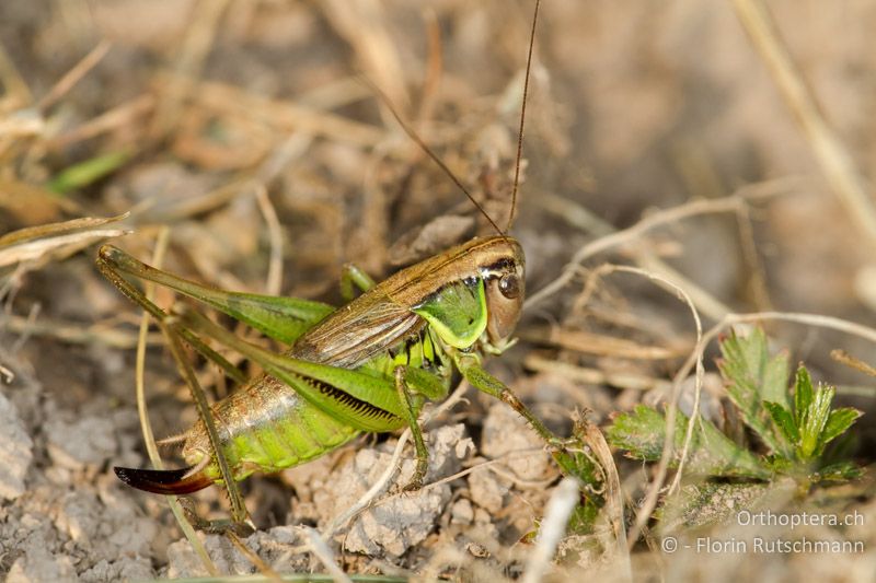 Roeseliana azami minor ♀ - CH, TI, Mt. Generoso, 18.08.2013