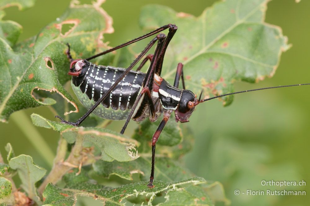 Dunkle Säbelschrecke (Barbitistes ocskayi) ♂ - HR, Istrien, Bokordići, 19.06.2016