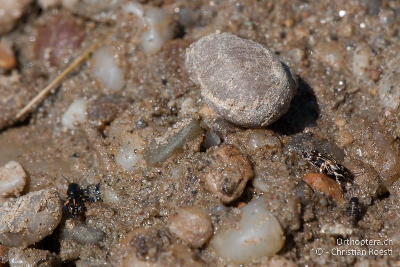 Feuchter Sand an einem künstlichen Fischteich mit Larven beider Xya-Arten - AT, Burgenland, Apetlon, Rosaliakapelle, 30.06.2010