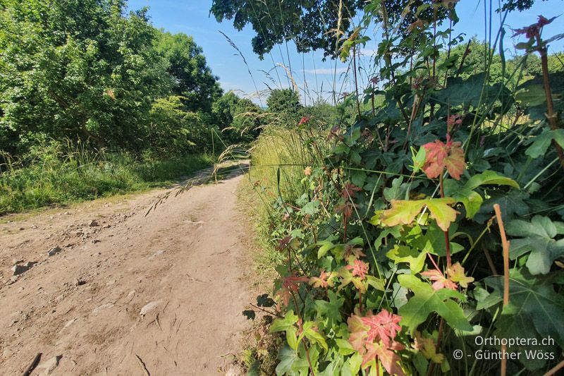 Wegsaum - AT, Niederösterreich, Königswarte, 15.06.2021