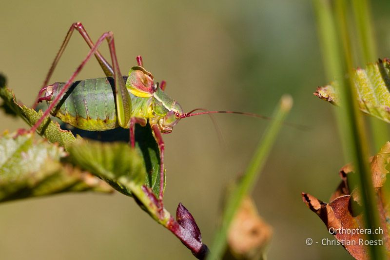 Barbitistes obtusus ♂, singend - CH, TI, Isone, 04.09.2013