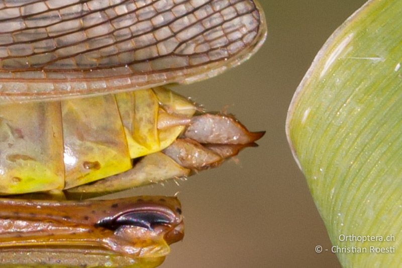 Hinterleibsende von Mecostethus parapleurus ♀ - CH, VD, Cudrefin, 06.09.2013