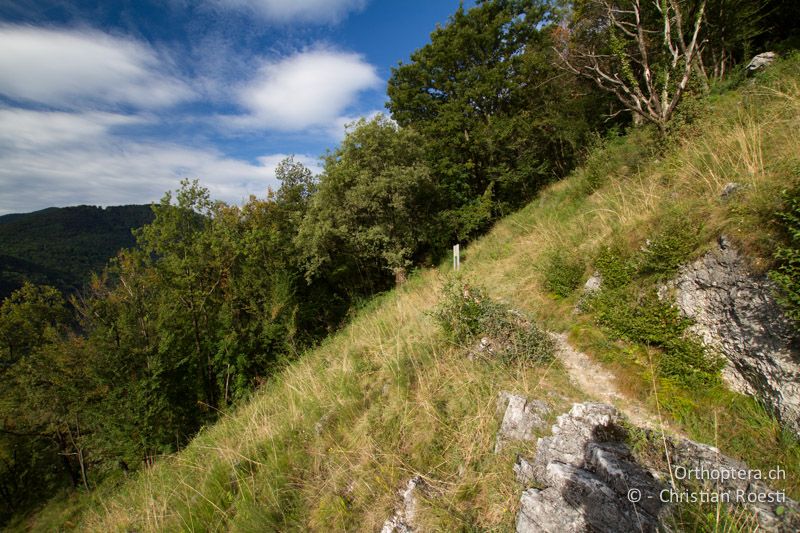 Mit Felsen und Büschen durchsetzte Magerwiese - CH, TI, Mt. Caslano, 02.09.2013