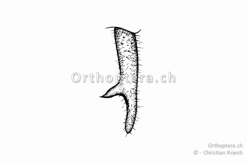 Rechter Cercus von Roeseliana roeselii ♂. Der starke Innenzahn befindet sich im zweiten Drittel der Cerci.