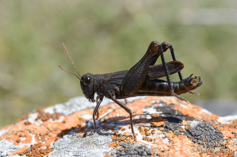 Celes variabilis ♂ stelzt in der Mittagshitze - GR, Zentralmakedonien, Paleokastro, 07.07.2017