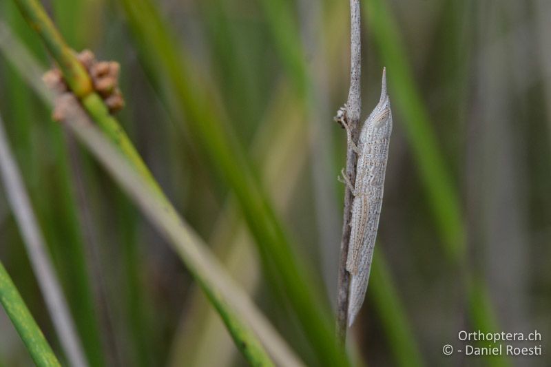 Tropidopola graeca, Larve - GR, Zentralmakedonien, Korinos, Strand, 15.07.2017