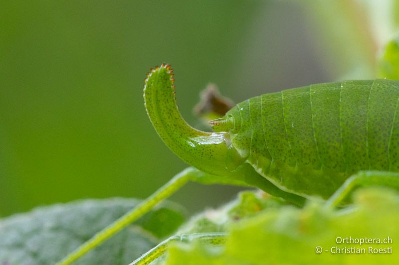 Legeröhre von Isophya pienensis ♀ - RU, Transilvania, Harghita-Băi, 14.07.2020