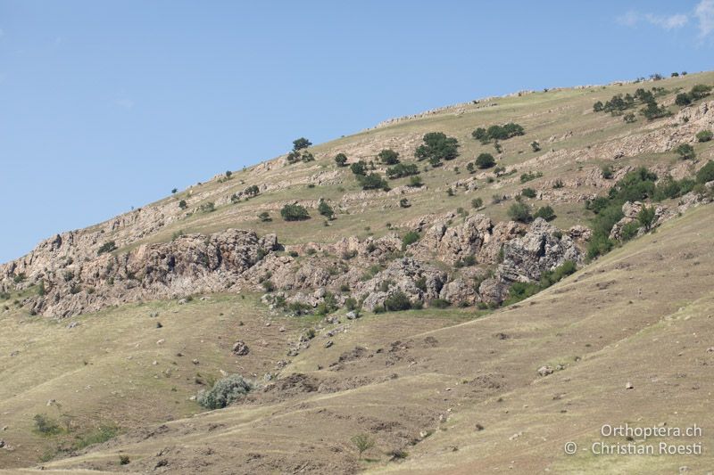 Trockene Weidelandschaft im Macin-Gebirge - RU, Dobrudscha, Cerna, 19.07.2020