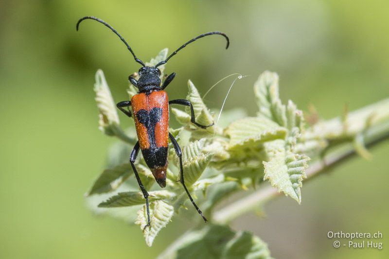 Beherzter Halsbock (Stictoleptura cordigera) - GR, Zentralmakedonien, Mt. Hortiatis, 04.07.2017